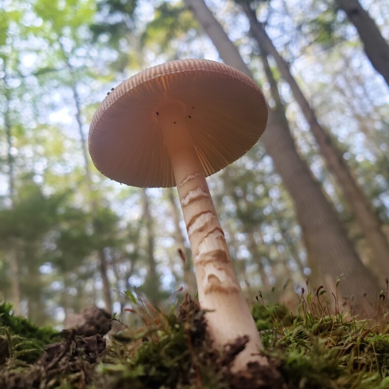 Mushroom on the Forest floor