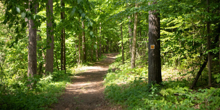 Orange trail passing through tres in the Central Ganaraska Forest