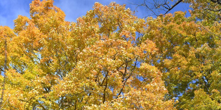 Bright yellow, fall leaves at Ganaraska Millennium Conservation Area