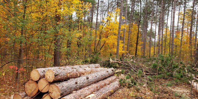 Timber waits to be removed from the Ganaraska Forest