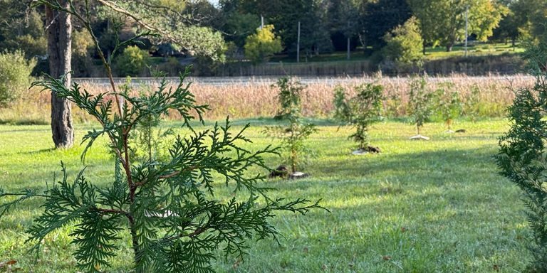 Garden Hill Conservation Area Tree Planting