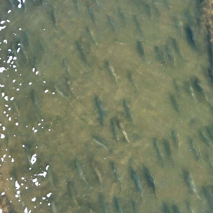 grca summer newsletter 2024 fishing