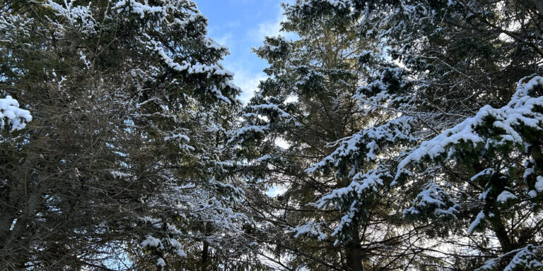 Snow covered pine and spruce trees with a blue sky in the background
