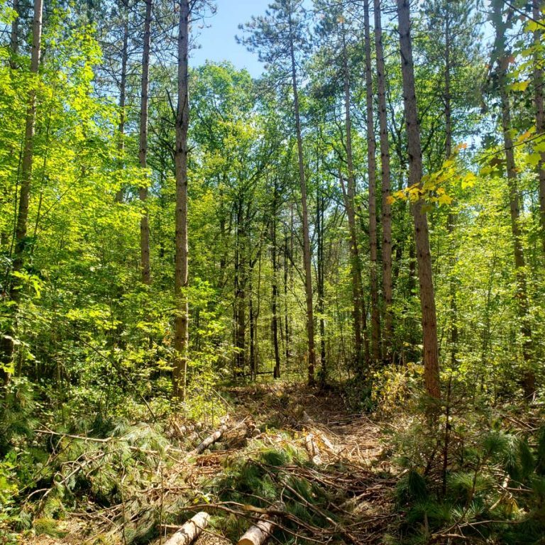 Forest Restoration