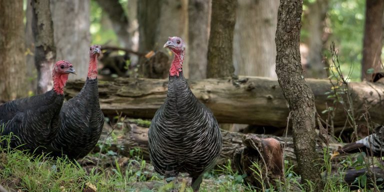 Female Wild Turkeys in the forest